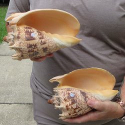 Two piece Imperial Volute Seashells 8"