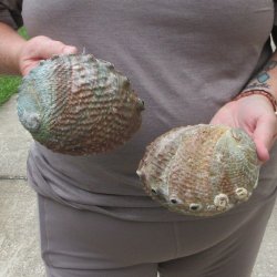 Two piece Pink Abalone shells 5" 