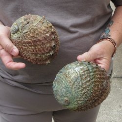 Two piece Pink Abalone shells 5" 