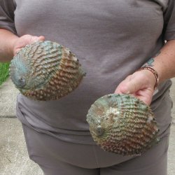 Two piece Pink Abalone shells 5" 