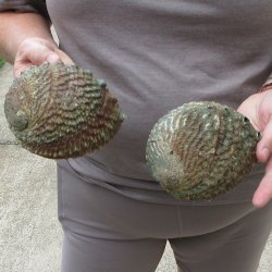 Two piece Pink Abalone shells 5" 