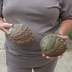 Two piece Pink Abalone shells 5" 