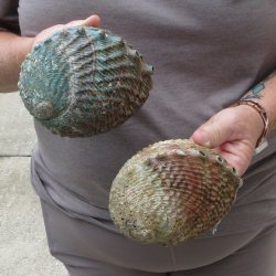 Two piece Pink Abalone shells 5" 