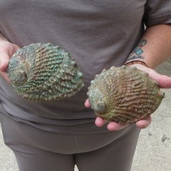 Two piece Pink Abalone shells 5" 