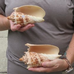 Two piece Imperial Volute Seashells 6"