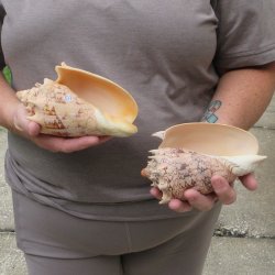 Two piece Imperial Volute Seashells 6"