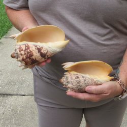 Two piece Imperial Volute Seashells 6"