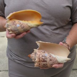 Two piece Imperial Volute Seashells 6"