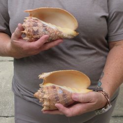 Two piece Imperial Volute Seashells 6"