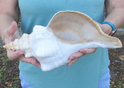 13 inch Horse Conch