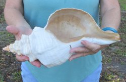 13-3/4 inch Horse Conch