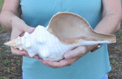 13 inch Horse Conch