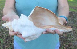 13-1/2 inch Horse Conch