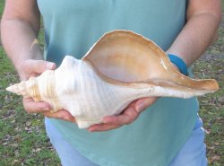 13-1/2 inch Horse Conch