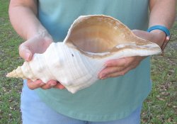 13-3/4 inch Horse Conch