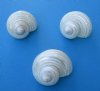 Wholesale Pearl Silver mouth turban shells for hermit crabs 2 to 2-1/2 inches - Pack of 25 @ $1.25 each; Pack of 100 @ $1.10 each