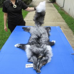 64" Platinum Fox Pelt-Darker, Tanned Hide