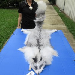 63" Platinum Fox Pelt-Lighter, Tanned Hide
