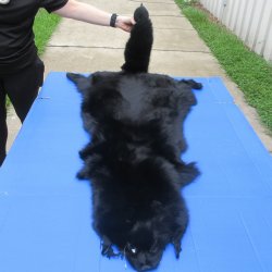 56" Dyed Black Fox Pelt, Tanned Hide