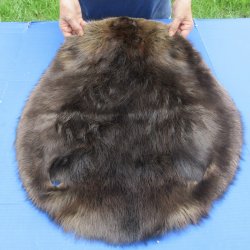 27" Beaver Fur Pelt, Tanned Hide 
