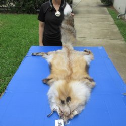 57" Gold Fox Pelt, Tanned Hide
