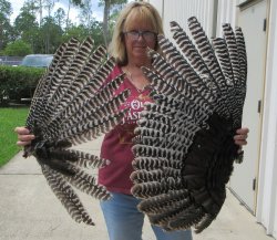Buy this 2 pc lot of B-Grade North American Turkey wings, Turkey feathers 31 and 25 inches long $25/lot 