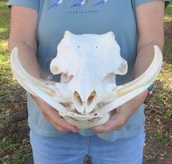 Genuine African Warthog Skull (14") - $185