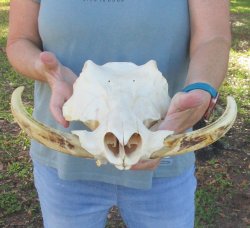 Craft Grade 15" African Warthog Top Skull Only 8" Ivory Tusks - $75