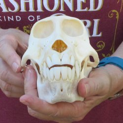 7" A-Grade Female Baboon Skull  (CITES P-000044854)