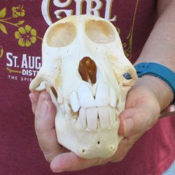 B-Grade 7-1/2" Female Baboon Skull (CITES P-000044854)