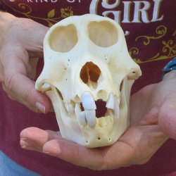 C-Grade 6-3/4" Female Baboon Skull (CITES P-000044854)