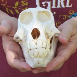 7" Female Baboon Skull  (CITES P-000044854)