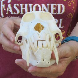 9-3/4" Male Baboon Skull (Signature Required) CITES# P-000044854