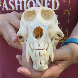 B-Grade 8" Male Baboon Skull (CITES P-000044854)