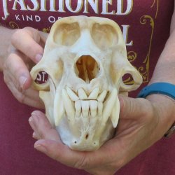 B-Grade 9" Male Baboon Skull (CITES P-000044854)