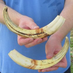 Matching pair of 12 inch Warthog Tusks 