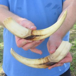 Matching pair of 11 inch Warthog Tusks 