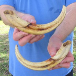 Matching pair of 11 and 12 inch Warthog Tusks 