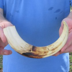 12" Ivory Tusk from African Warthog 