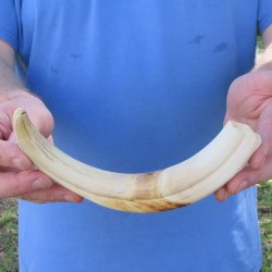 11" Ivory Tusk from African Warthog 