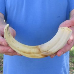 11" Ivory Tusk from African Warthog 