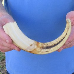 10" Ivory Tusk from African Warthog 