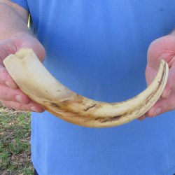 10" Ivory Tusk from African Warthog 