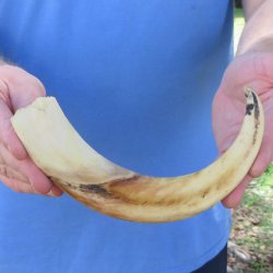 10" Ivory Tusk from African Warthog 