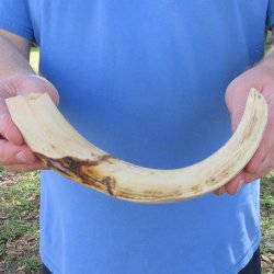 11" Ivory Tusk from African Warthog 