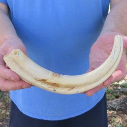 11" Ivory Tusk from African Warthog 