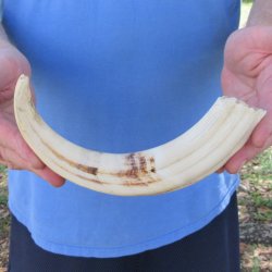 10" Ivory Tusk from African Warthog 