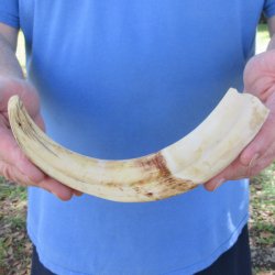 10" Ivory Tusk from African Warthog 