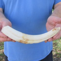 10" Ivory Tusk from African Warthog 
