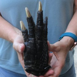 Preserved Alligator Foot 8 inches 